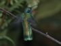 CostaRica06 - 042 * Green Violet-Ear Hummingbird